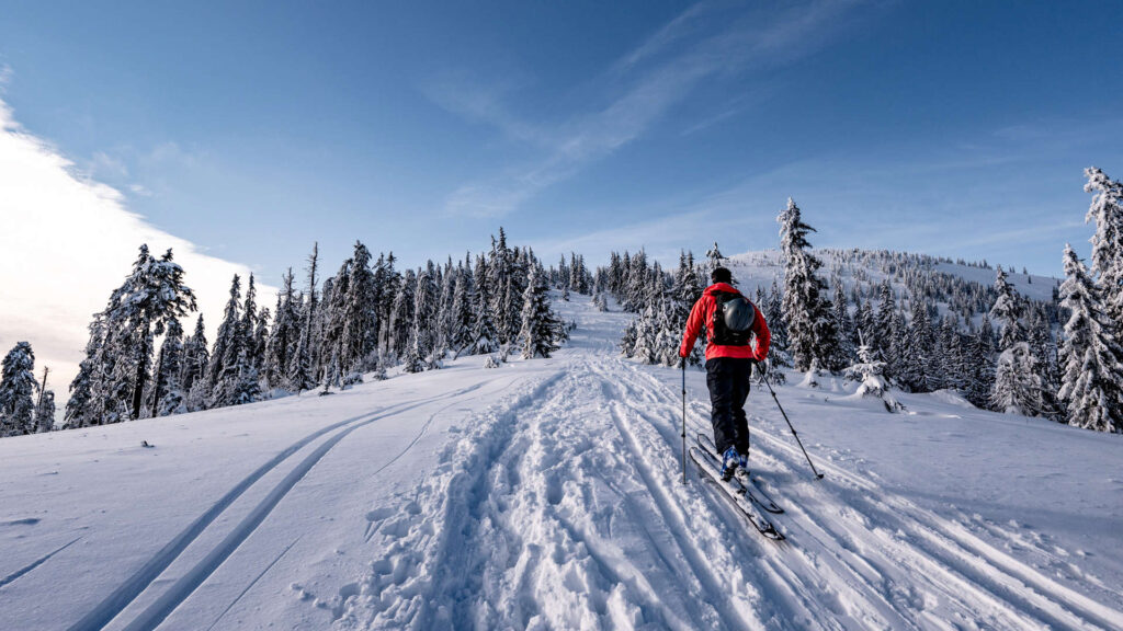 Person skiing through snow-covered trees in a winter landscape.
