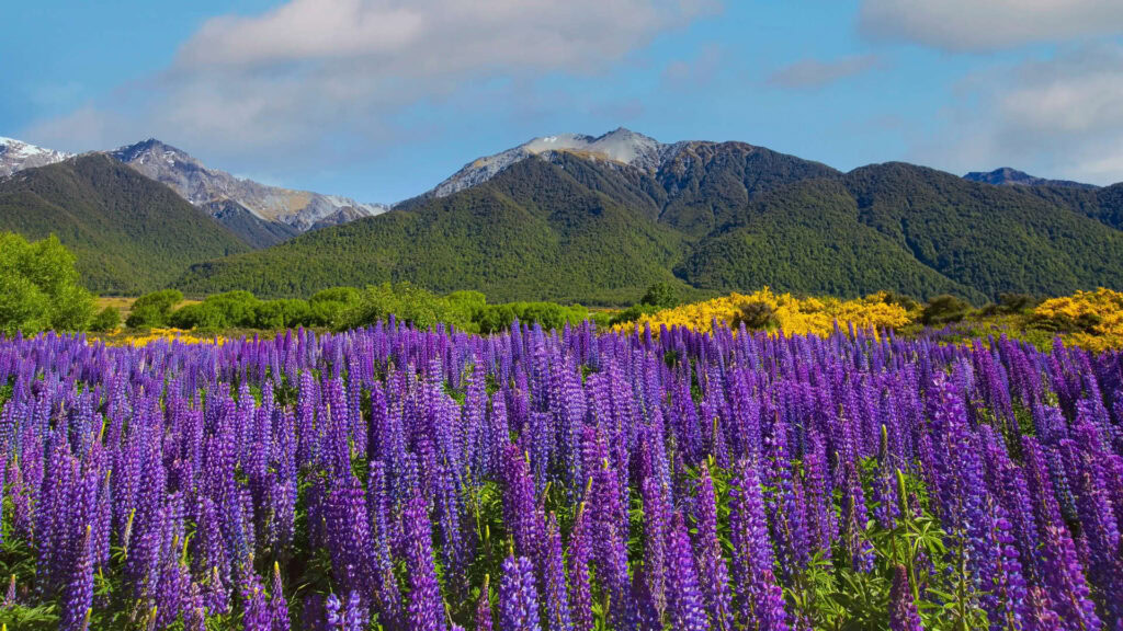 Vast lavender field with purple flowers and mountain range in the background.