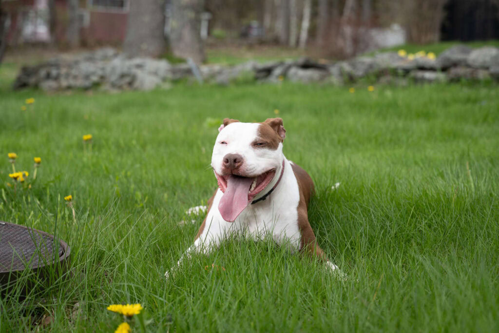 Joyful dog with tongue out resting on lush green lawn with yellow flowers.